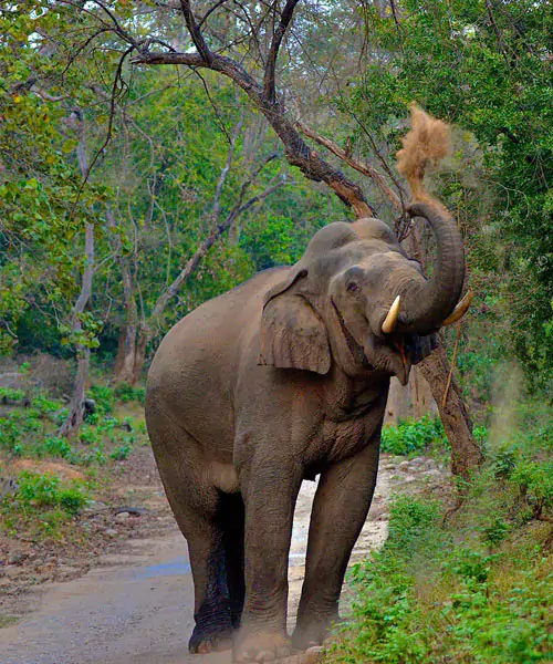 elephant baby with his mother in jim corbett park