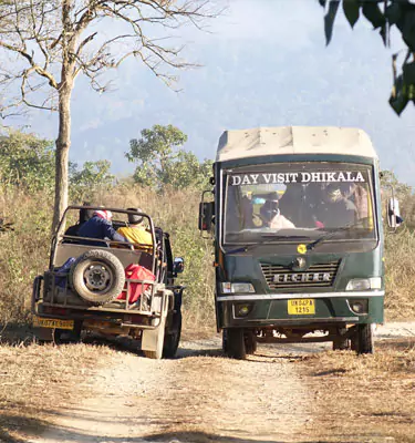 Masked Image of royal bengal tiger in jim corbett