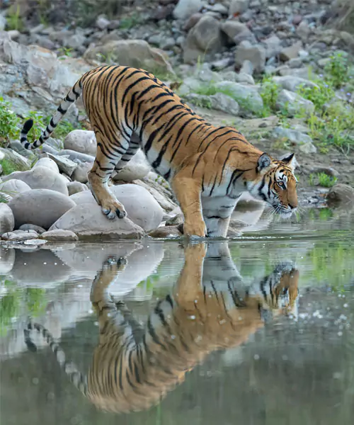 A jeep safari in jim corbett park